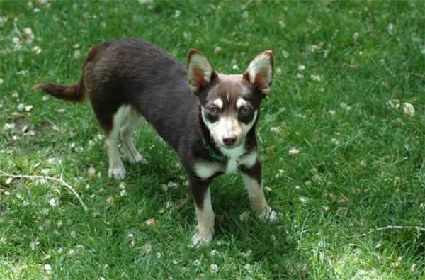 柯基和土狗的混血儿,马犬和柯基的混血后代