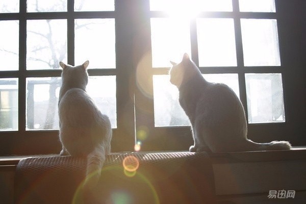 夏日大作战oz系统,夏日大作战