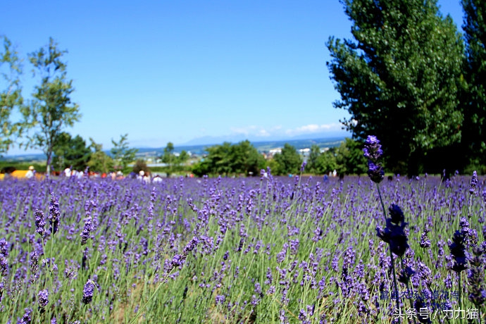 日本北海道最美丽的景点,北海道暑假旅游攻略大全