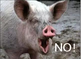 猪感冒怎么给猪降温,猪中暑了泼冷水行吗