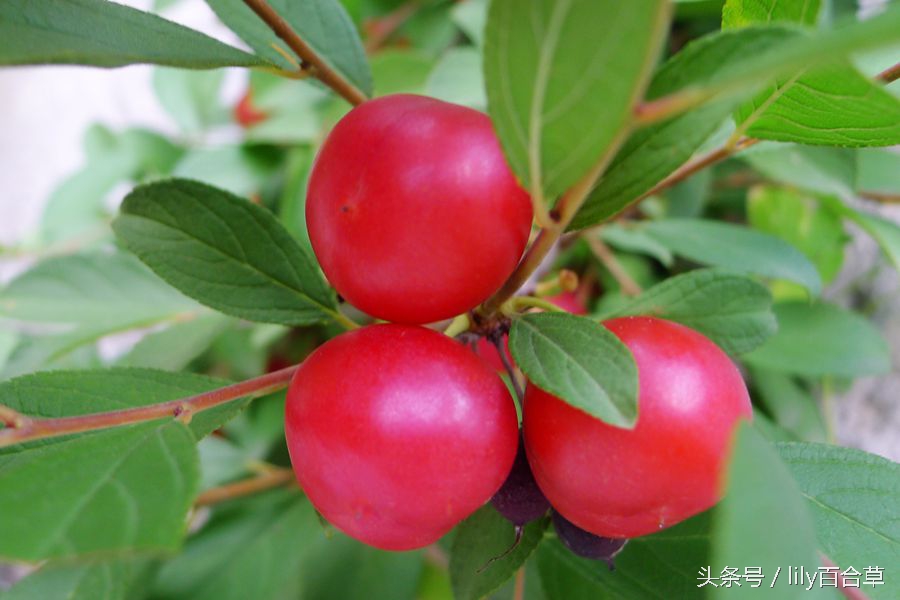赛樱桃，像李子，摘到了小时候吃的野果儿