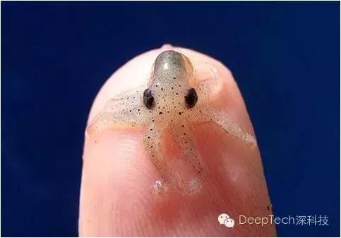 将iPhone拉伸5倍的全新科技，章鱼哥来帮你实现！