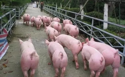 控制病毒的最好办法是什么,控制新冠病毒最简单直接的方法