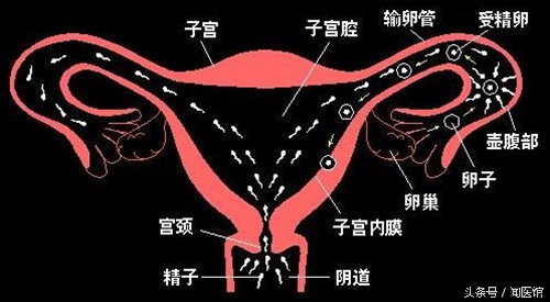 夫妻不孕不育检查项目及费用,夫妻双方检查不孕不育挂什么科