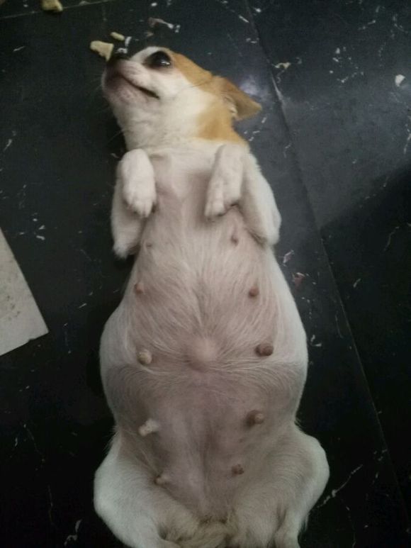 吉娃娃有没有怀孕肚子却很大,吉娃娃第一次来例假就怀孕了