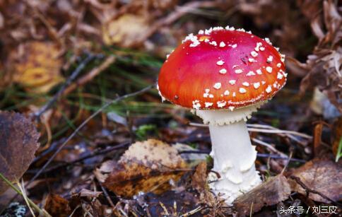 毒蘑菇的诱惑,疯狂的毒蘑菇