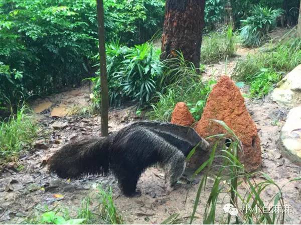 珠海长隆动物园游记,游记长隆动物园