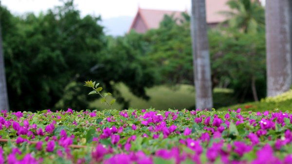 三亚万豪度假酒店攻略,面朝大海三亚