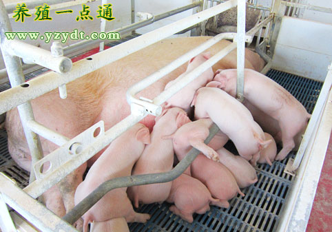 冬季应加强防范猪群气喘病