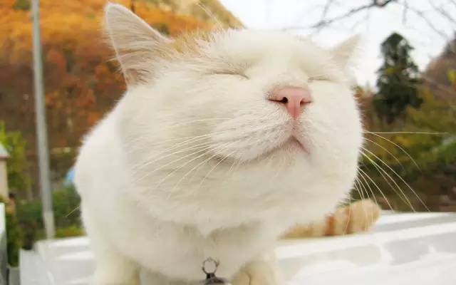 当有人说你胖时如何阴阳回击,别人损你胖怎么回击