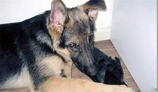 就因为主人买了一双拖鞋回来,这狗就疯了!