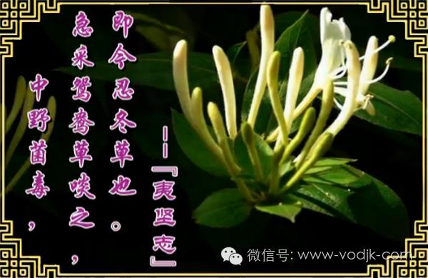 解毒散结的药排名第一,十大解毒药排名