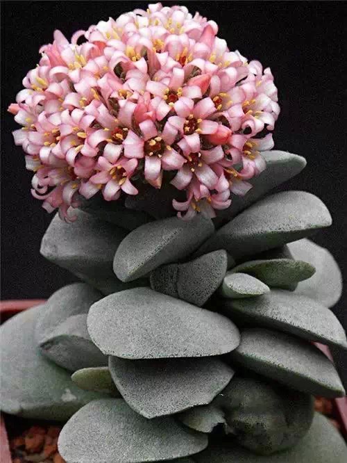 多肉开完花就死,多肉开花后会死掉吗