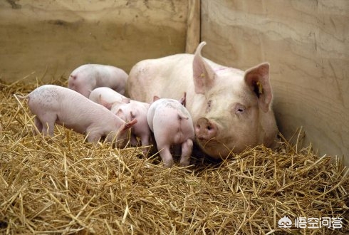 母猪产后消炎用什么药合适,母猪产后慎用的抗生素