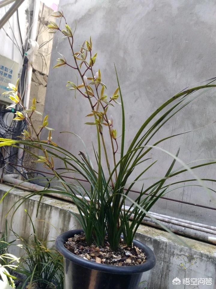 兰花十一月份出花苞什么品种,兰花哪个品种花苞多最好看