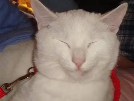 当有人说你胖时如何阴阳回击,别人损你胖怎么回击