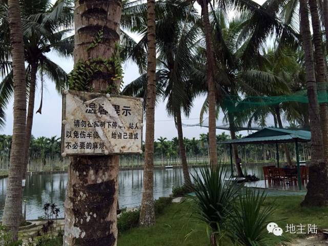 海南吃鸡视频大全集,海南吃鸡游戏大全
