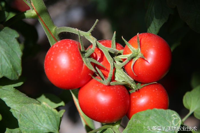 番茄夏季高温天气浇水,高温对西红柿坐果有什么影响