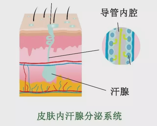 出痱子怎么办成人,痱子的原因及相对应的护理方法