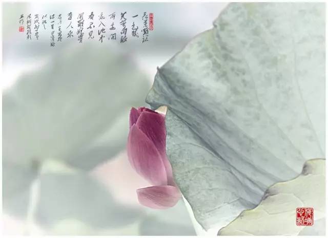 李白与杜甫的巅峰对决诗词,李白千年之狐vs世冠