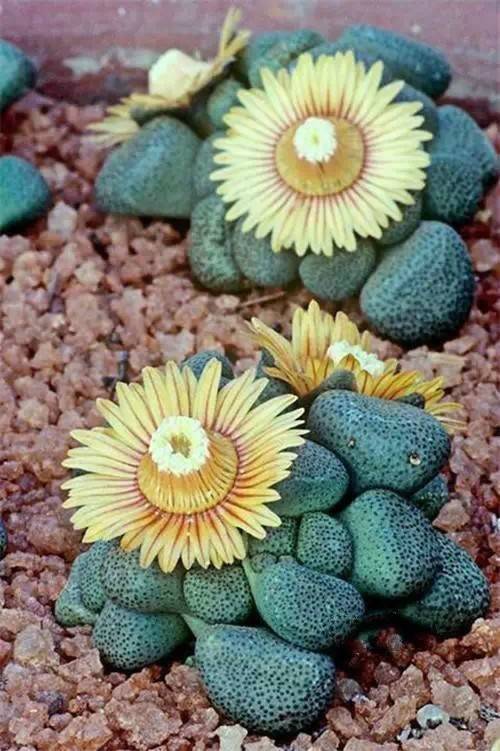 多肉开完花就死,多肉开花后会死掉吗