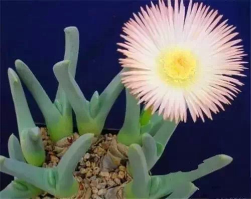 多肉开完花就死,多肉开花后会死掉吗