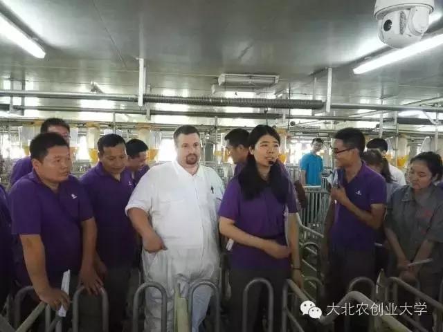 母猪妊娠检查最佳时间,母猪早期妊娠诊断的方法有哪些