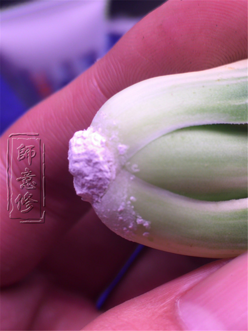 十二卷扦插方法,十二卷叶插教学