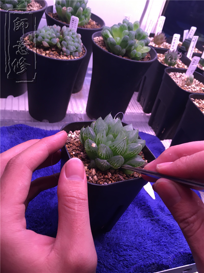 十二卷扦插方法,十二卷叶插教学