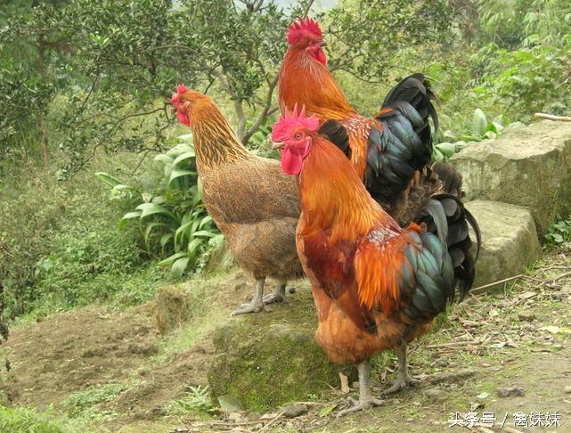 禽流感病毒怎么治疗,鸡病毒病特效药