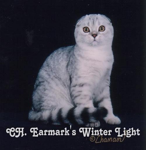 最便宜的宠物猫咪品种图片及价格,哪个品种的猫咪性格最好最温顺