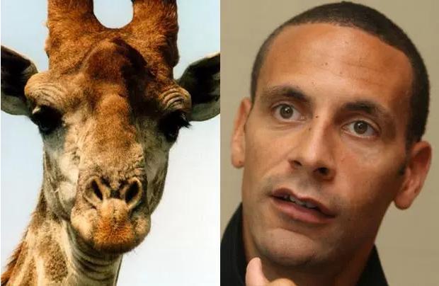 动物也疯狂蚂蚁大战,动物也疯狂双人