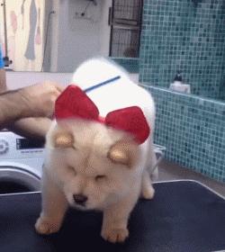 自己在家给泰迪狗狗剪毛,在家给狗狗剪毛需要什么剪刀