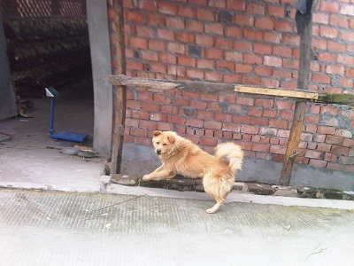 为什么小土狗特别温顺,土狗不是土里土气而是土生土长