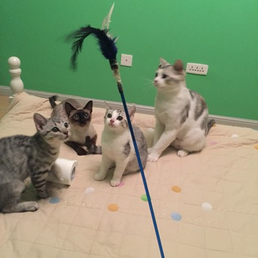 检查显示我有弓形虫抗体,结果家人还是想让我把动物送走...