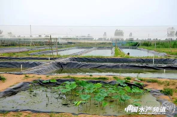 良种泥鳅养殖,牛粪养殖高品质泥鳅