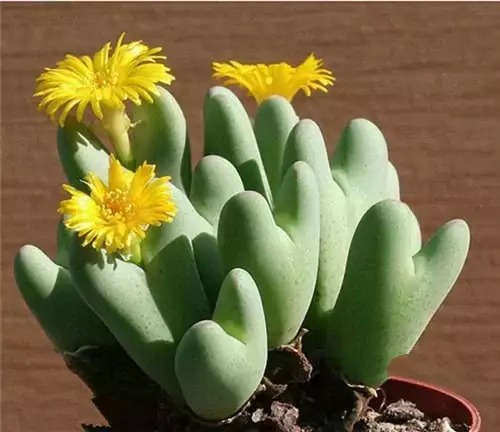 多肉开完花就死,多肉开花后会死掉吗