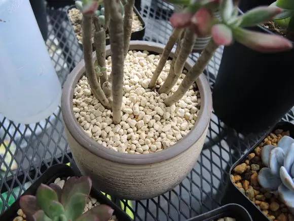 多肉用白石子铺面好吗,养多肉用什么铺面石好