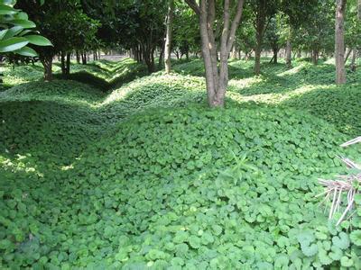 大叶活血丹 (乡间常见的植物活血丹)