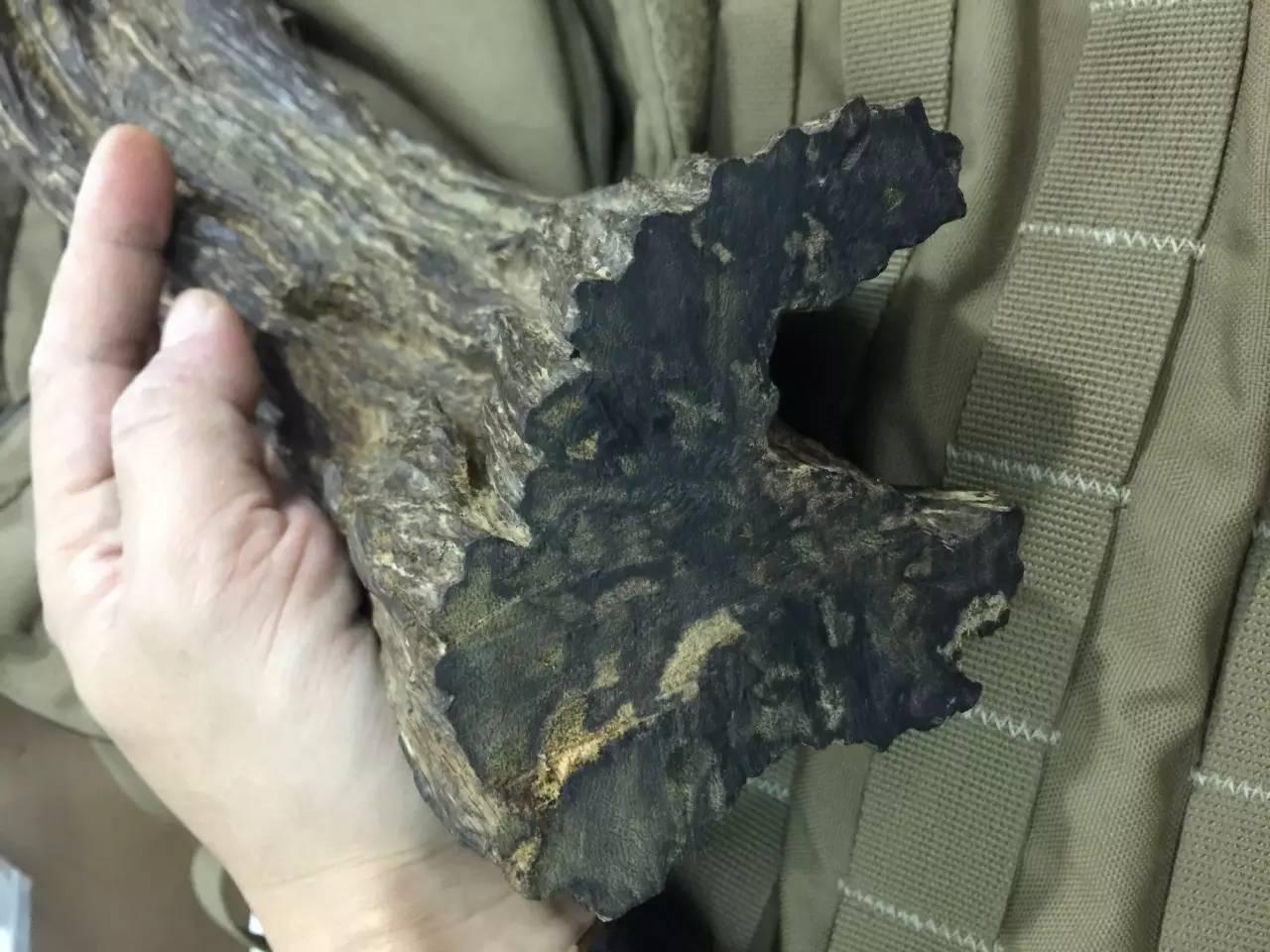 莺歌绿奇楠什么价,人工种植的莺歌绿奇楠多少钱