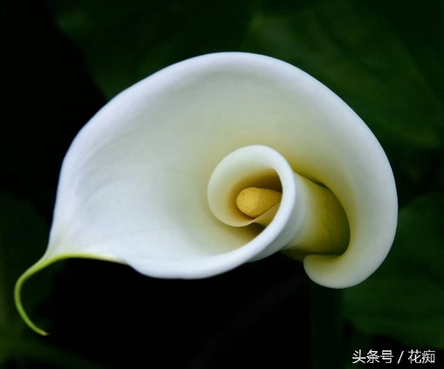 马蹄莲其实是这样养的，你做的对吗？