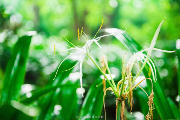 西双版纳住哪个傣族园舒服,西双版纳傣族园玩什么
