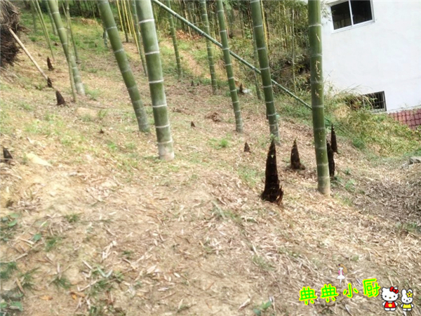 新鲜的小竹笋拿来怎么炒好吃,竹笋烧肉最好吃的做法