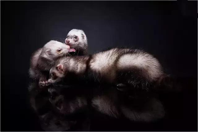 阅狗无数，看铲屎官摄影师如何用宠物来“撩妹”