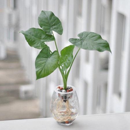 适合养在办公室的小型水培植物,适合春天室内养的水培植物