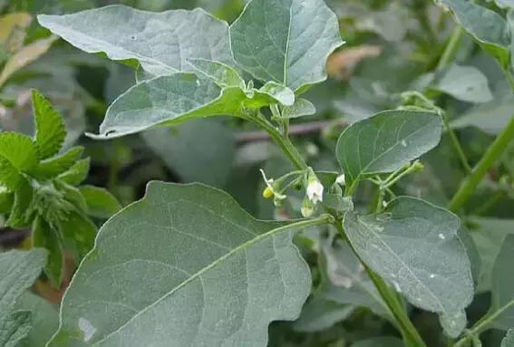 电视剧里“她”是苦情公主,现实生活中“她”却是养生佳品