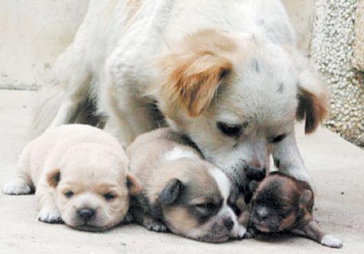 怎么判断狗妈妈怀没怀孕,怎么判断狗妈妈是否生产完了