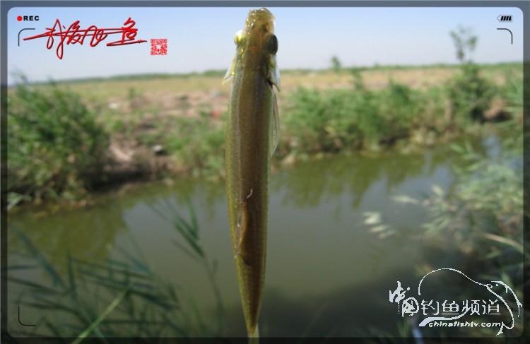 户外野钓小河沟七星鱼,鲫鱼野钓小河沟