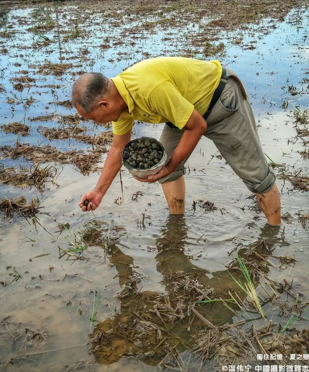 夏之恋完整版,夏之恋完整版免费阅读