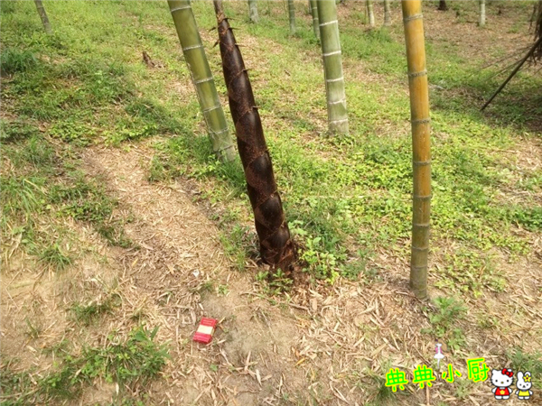 新鲜的小竹笋拿来怎么炒好吃,竹笋烧肉最好吃的做法